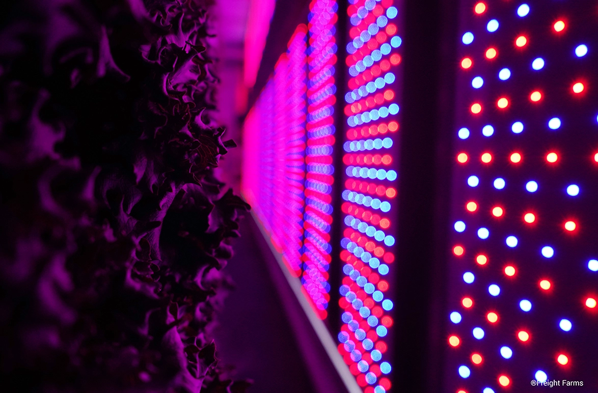 Cropped image of potted plant