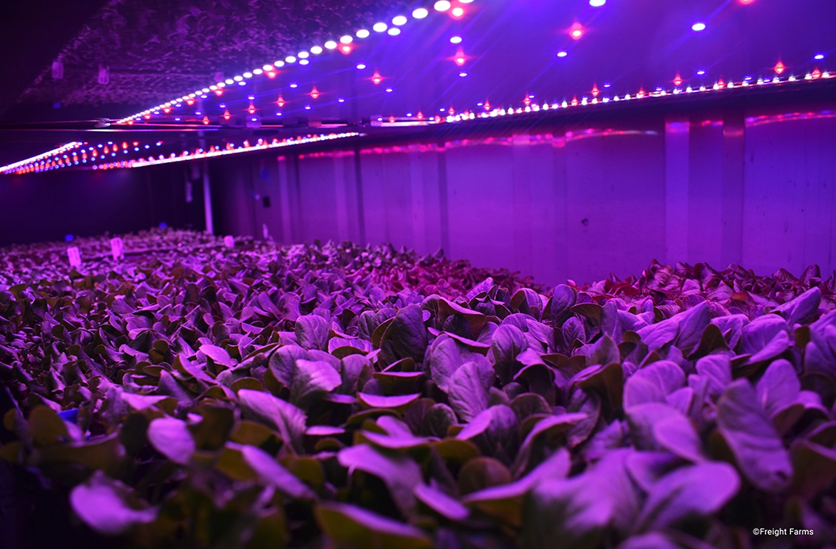 Cropped image of potted plant