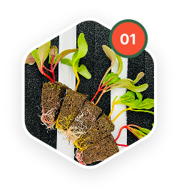 Grown from seed, our crops utilize non-GMO seeds and are grown under a carefully designed environment for optimum germination.