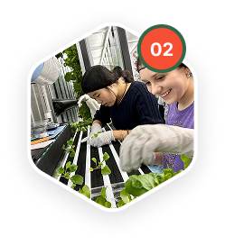 Seedlings are transplanted to vertical panels, where up to 88 panels per farm exist. Seedlings are irrigated through high efficiency drip irrigation and red/blue spectrum LED lighting.