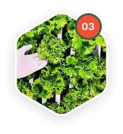 Upon pre-determined dates by our software, crops are harvested at optimum quality and freshness. All produce is packaged inside our sealed Controlled Environment farm, ensuring freshness and highest food safety.